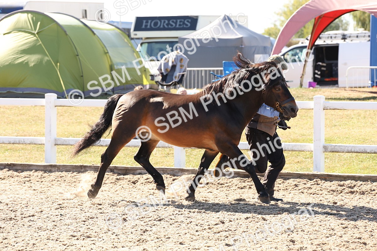SBM_13905 - Class 205 - IH Show Pony - Show Hunter Pony