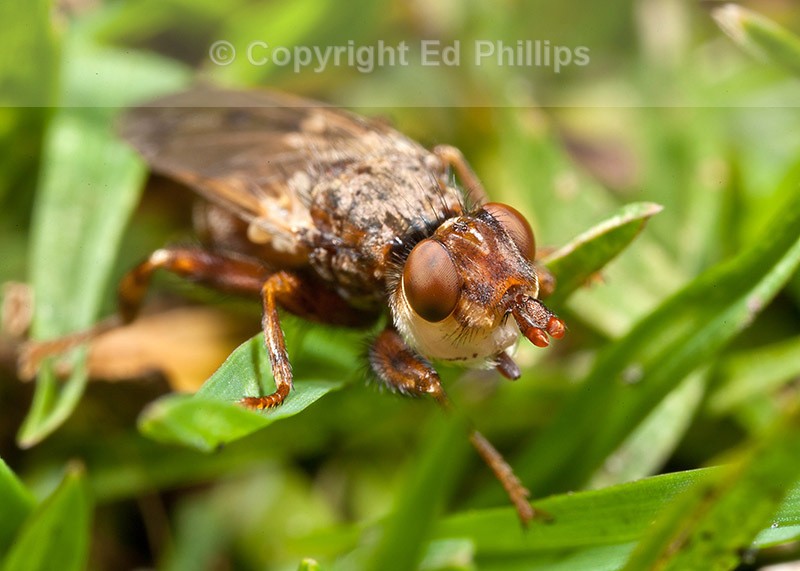 Myopa species