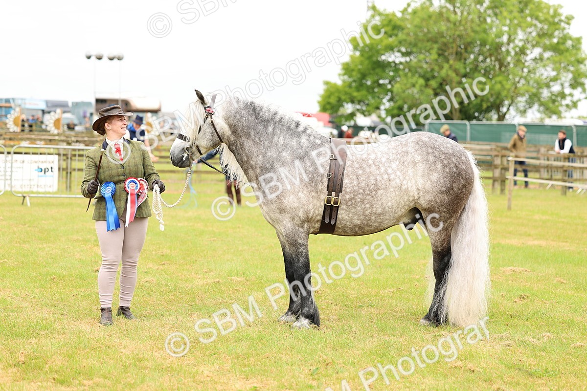 SBM_00658 - Class 58-67 - M&M Non Welsh Pony In hand