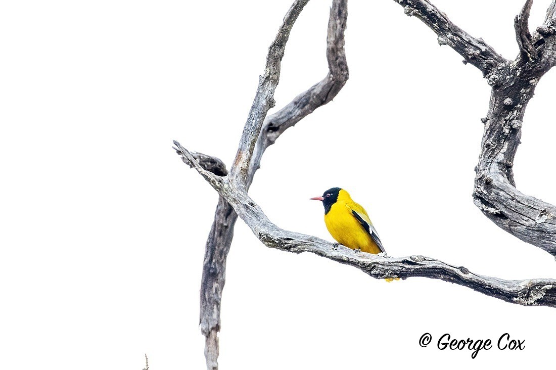 Bird Black Headed Oriole - South Africa - Limpopo