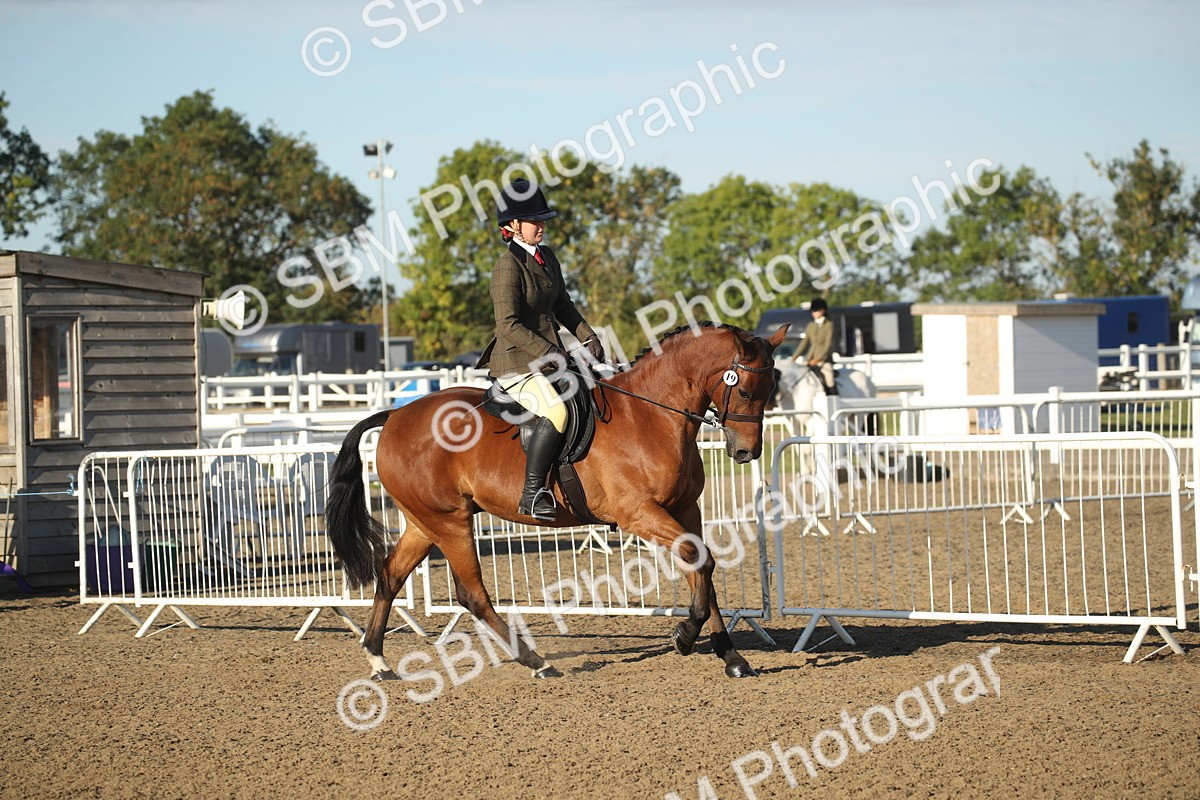 SBM_11524 - Class 502 - Riding Club Horse