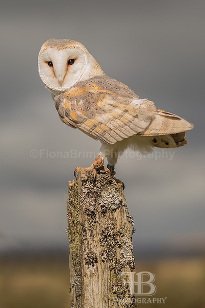 wow apr pd-80 - Birds of Prey
