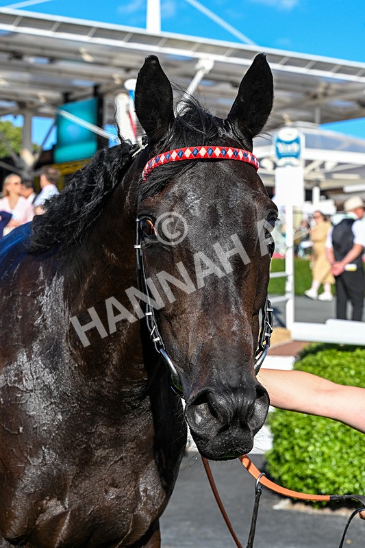 240726-Race 2-Vaguely Royal-0302 - Race 2 18.05pm Elevator Company Handicap