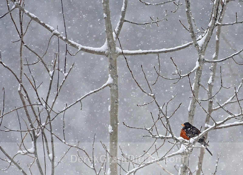 American Robin in a Snowstorm