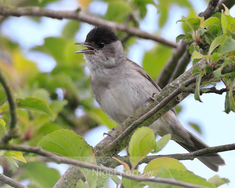 Blackcap (male) singing from a tree on the Roman Road, Otmoor - Eurasian Blackcap