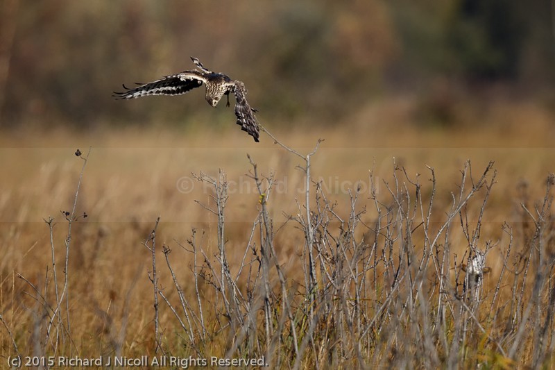 Hen Harrier (Circus cyaneus) hunting Snipe (Gallinago gallinago) - Hen Harrier (Circus cyaneus)