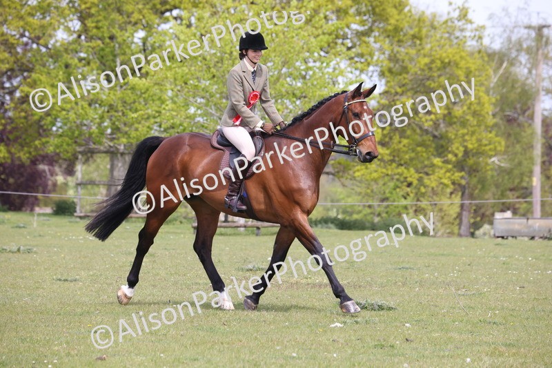 20260426-4446 - Class 34 - Best Riding Horse Over 14.2hh