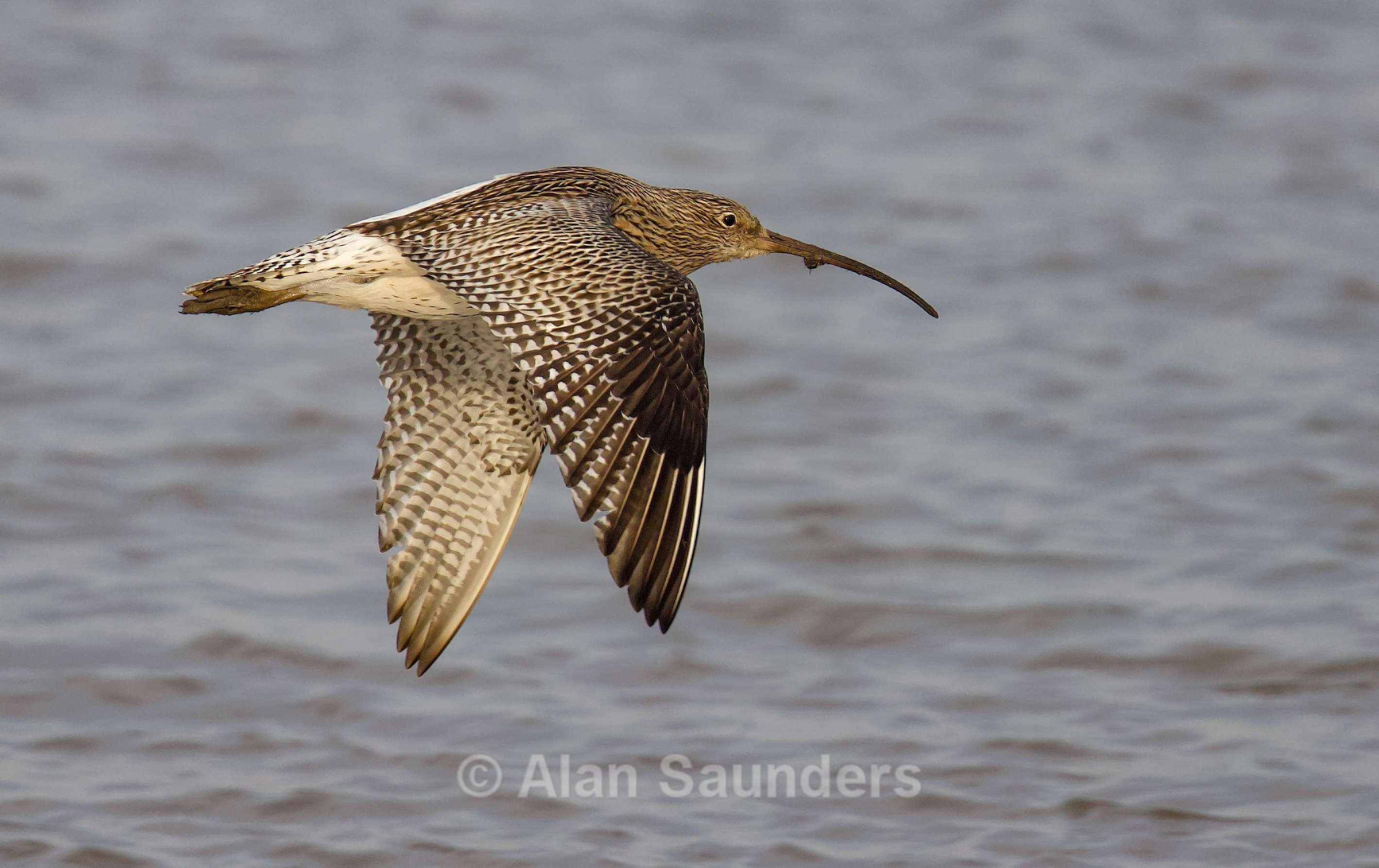 Eurasian Curlew 14