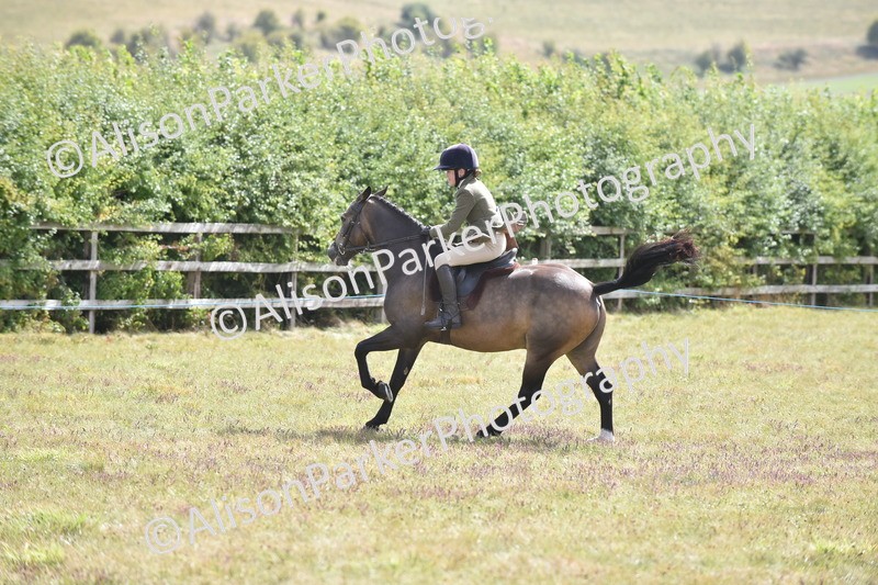 20250831-4106 - Class 13 - Working Hunter Horse or Pony