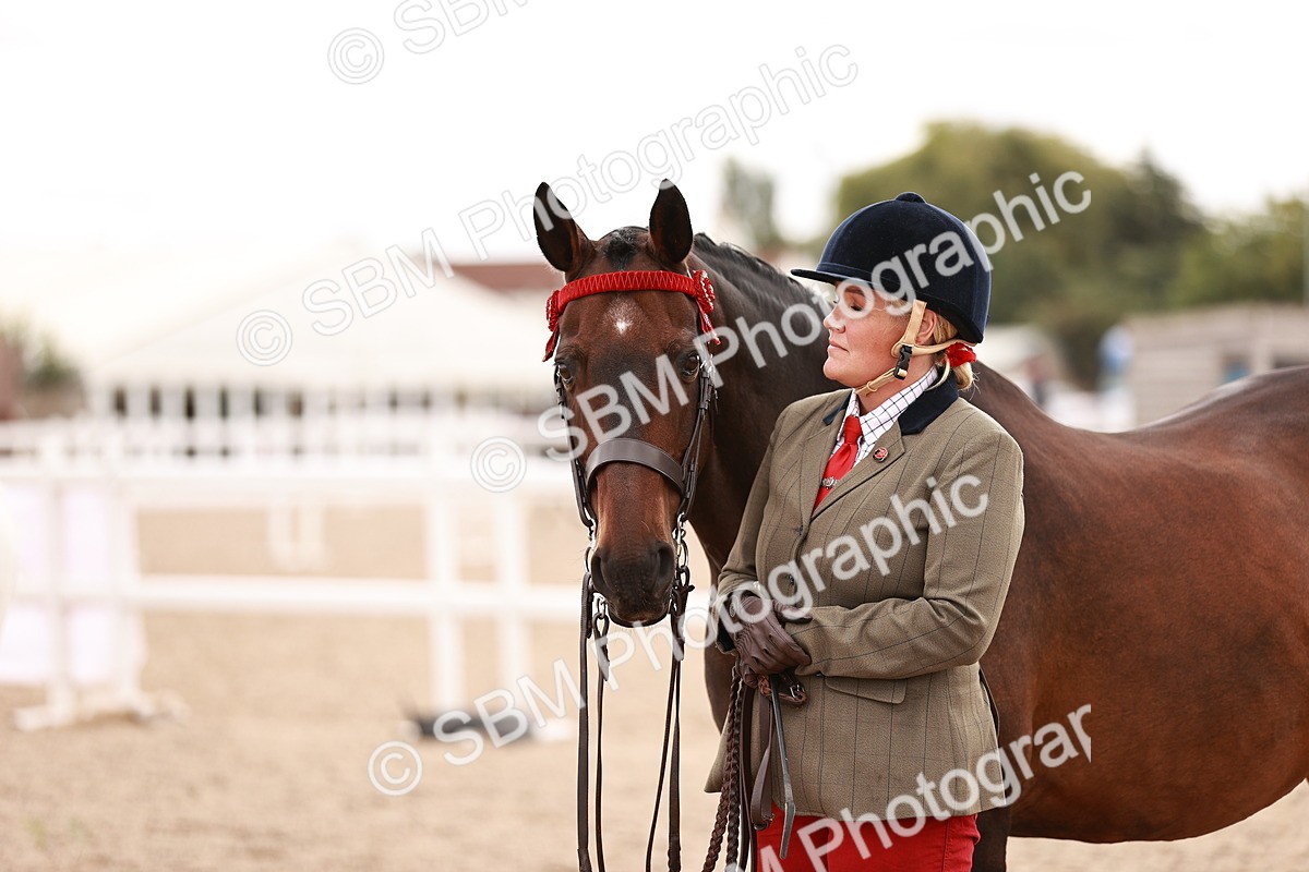 SBM_16219 - Class412 - Handsome Gelding (IH  or Ridden) Adult