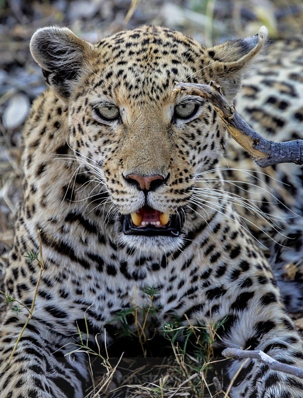 Watching you! - Botswana Wildlife