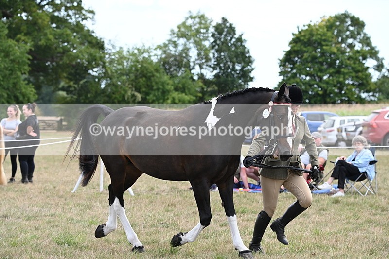 WJ6_6229 - Class 19 In-hand Veterans (Uploaded correct folder)