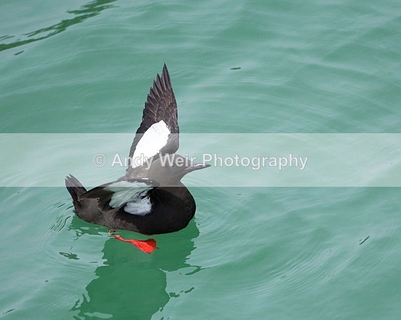 20110614-IMG_4658 - Guillemots