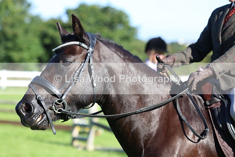 3E7A7631 - Class 1: Novice Working Hunter Pony