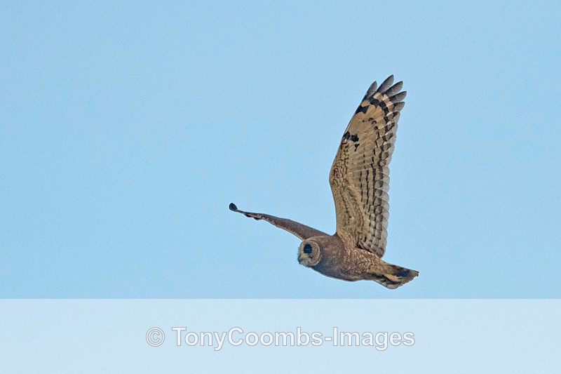 Marsh Owl - Morocco