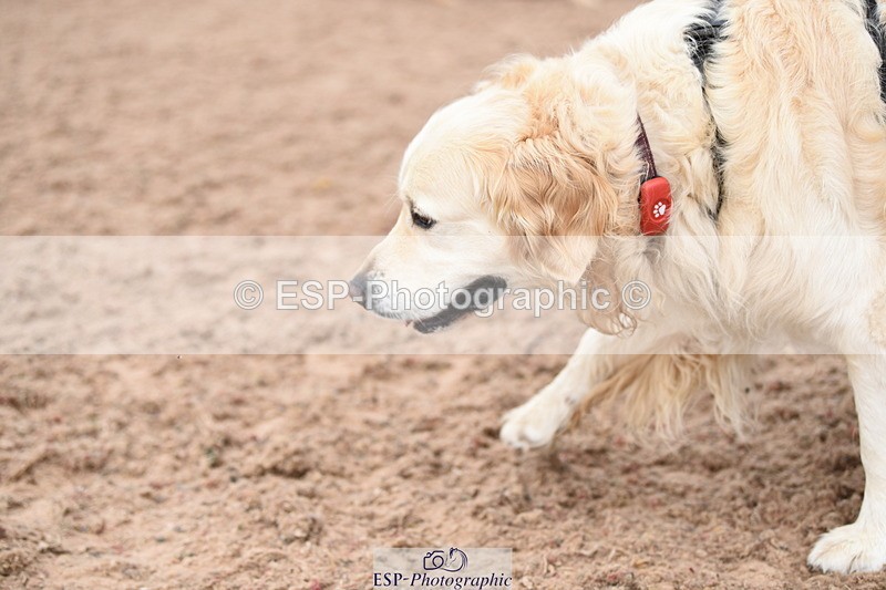 240518A-120616-01087 - Cls 3 Handsomest Dog