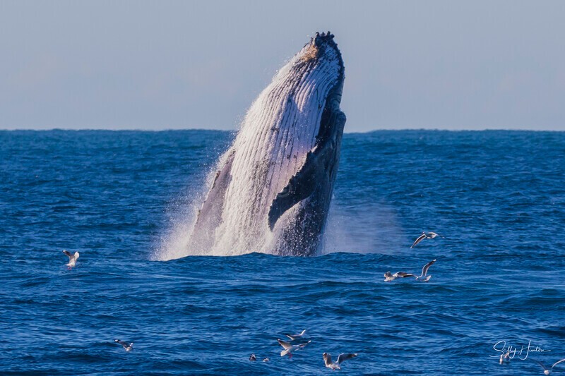 0A3A3161 - 2024 Whale Photos