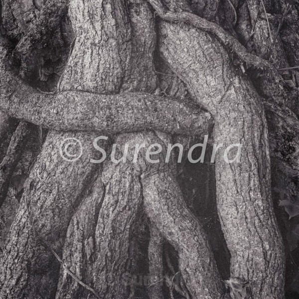 Bark # 19D - Bark Series 1 樹皮