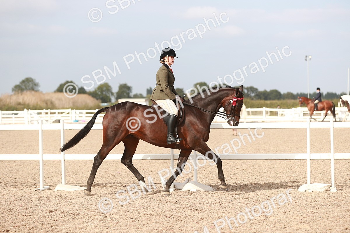 SBM_17478 - Class 215 Ridden Hack/ Riding Horse