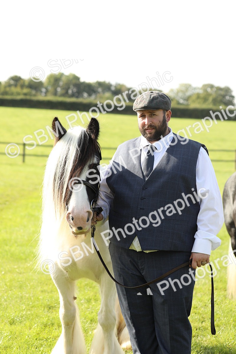 SBM_61019 - S43 - Coloured Pony In Hand