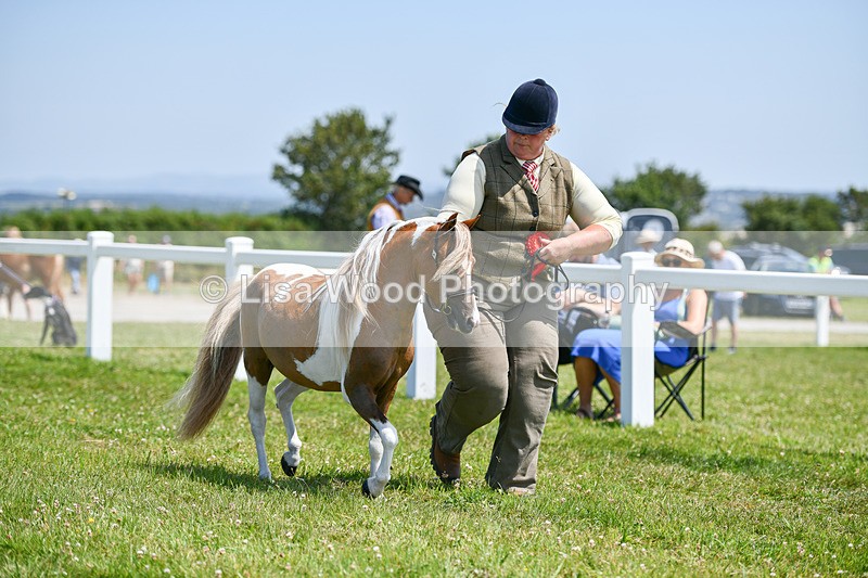 DSC_7247 - Miniature Horse Championship