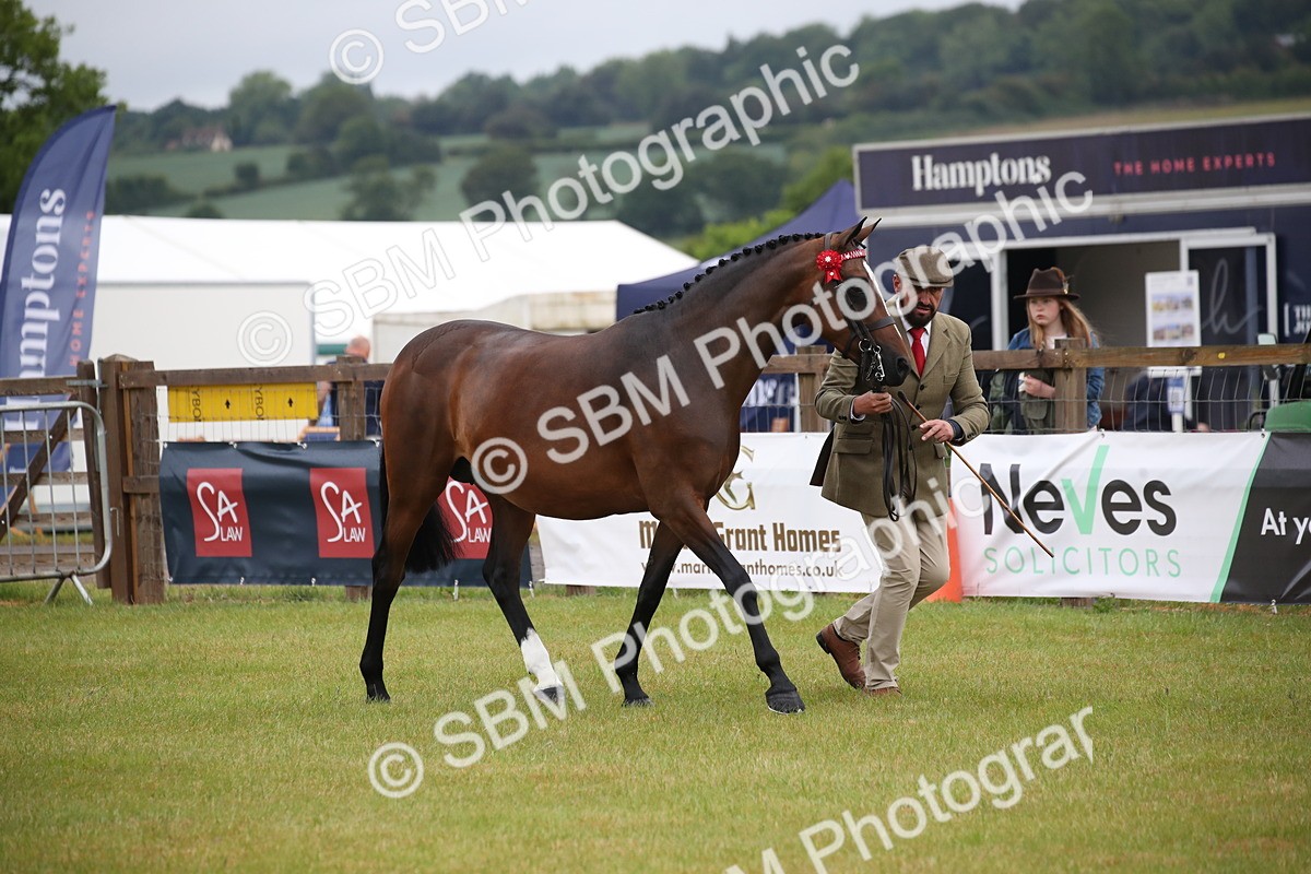 SBM_00116 - Class 17-20 - Arab & Part Bred - Anglo Arab In Hand