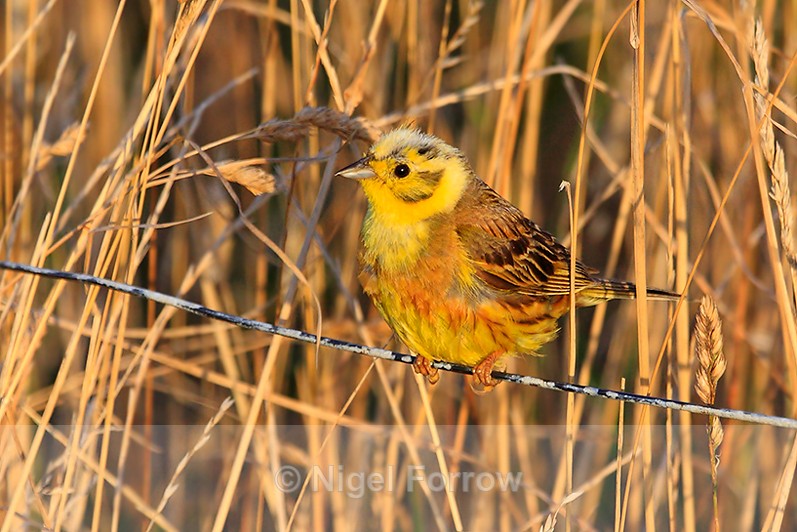 Yellowhammer perched on a fence wire in golden late afternoon light - Yellowhammer