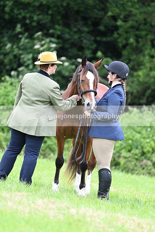 WJ7_4437 - Class 14B Prettiest Mare