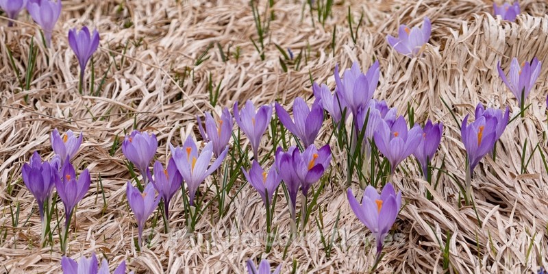Neapolitan  Crocus (Crocus neapolitanus) formerly Crocus vernus - Flowers in the Landscape - 2