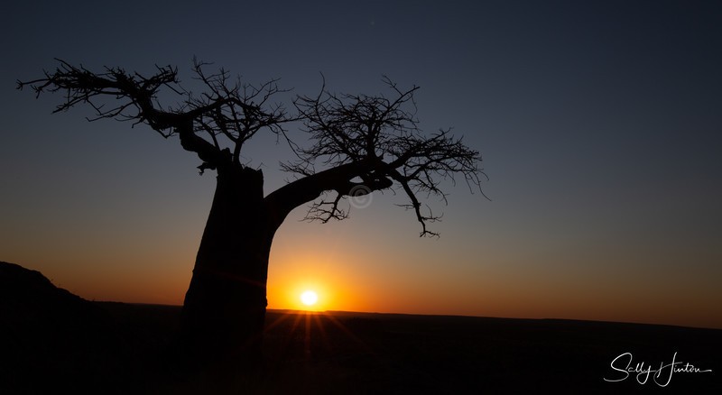 Rhodes Baobab Sunset