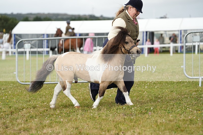 DSC04557 - Class 46: NPS Shetland Youngstock