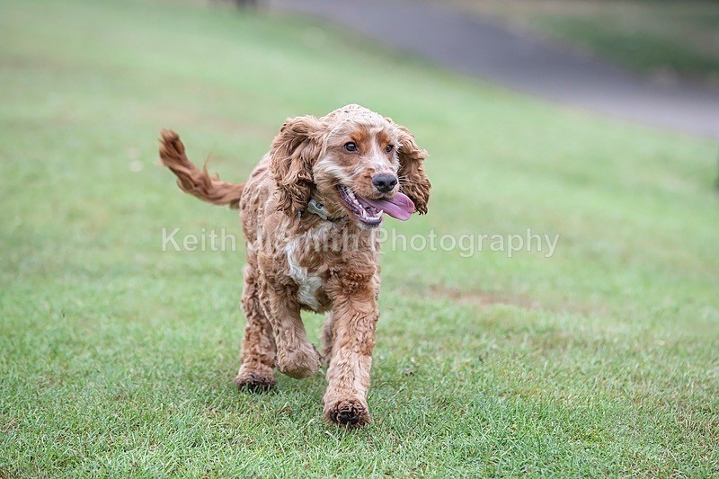 0KJS3621 - Dogs in Abington Park
