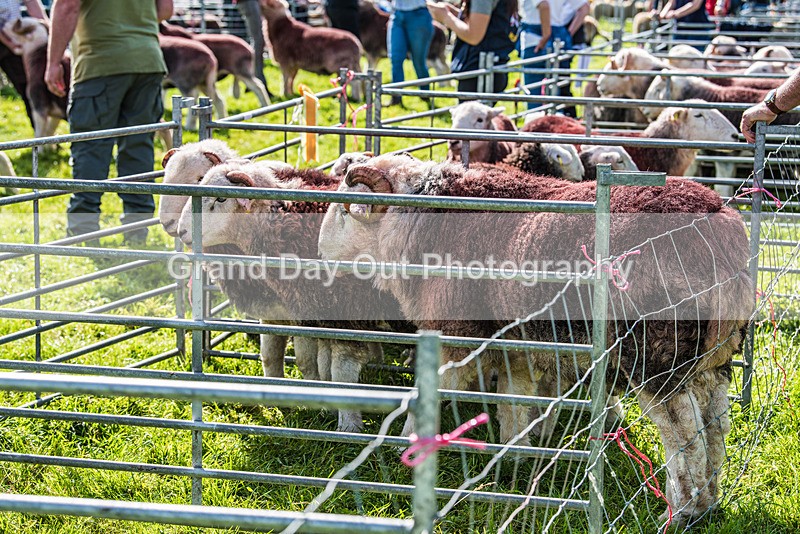 Loweswater Show-27 - Loweswater Show Junior & Senior Fell Races Sunday 3rd September 2023