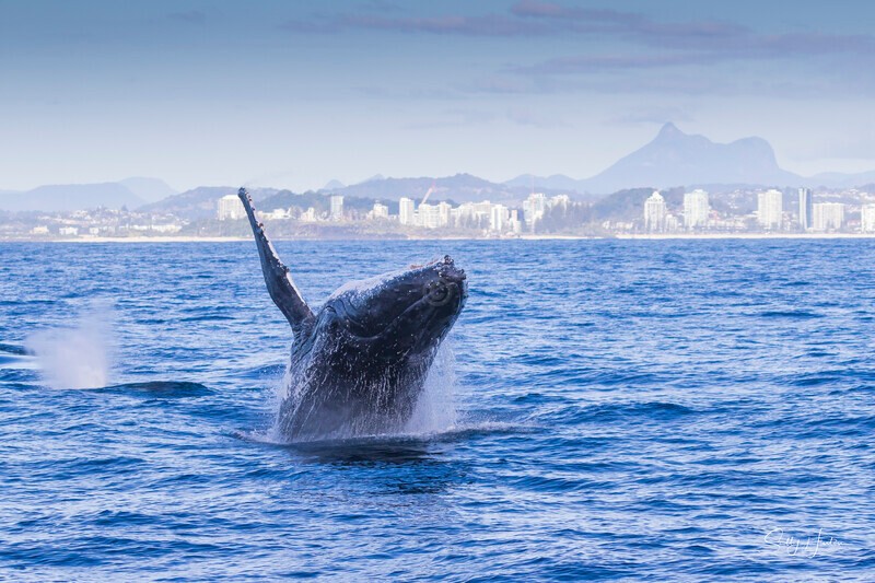 0A3A2088 - 2024 Whale Photos