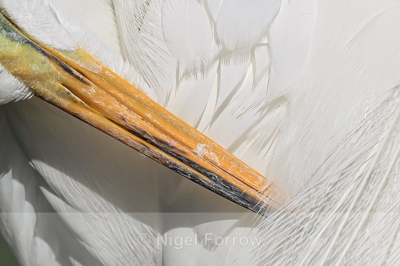 Great Egret bill close view, Gatorland, Florida - Great Egret