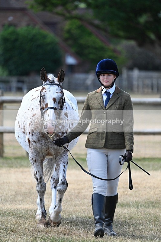 WJ7_2310 - Class 5a Most Handsome Gelding in hand (above 14.2hh)
