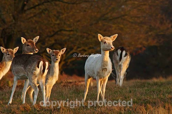 Fallow Deer Herd - Bradgate Park - Bradgate Park