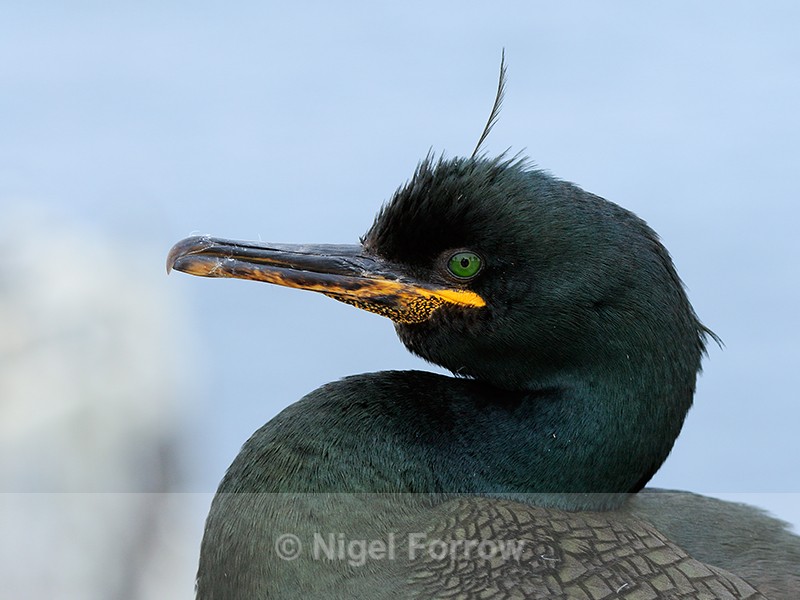 Shag close view, Inner Farne, Farne Islands - Shag