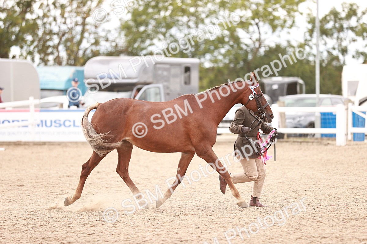 SBM_16944 - Class 415 - Horse-Pony Judge would most like to take home