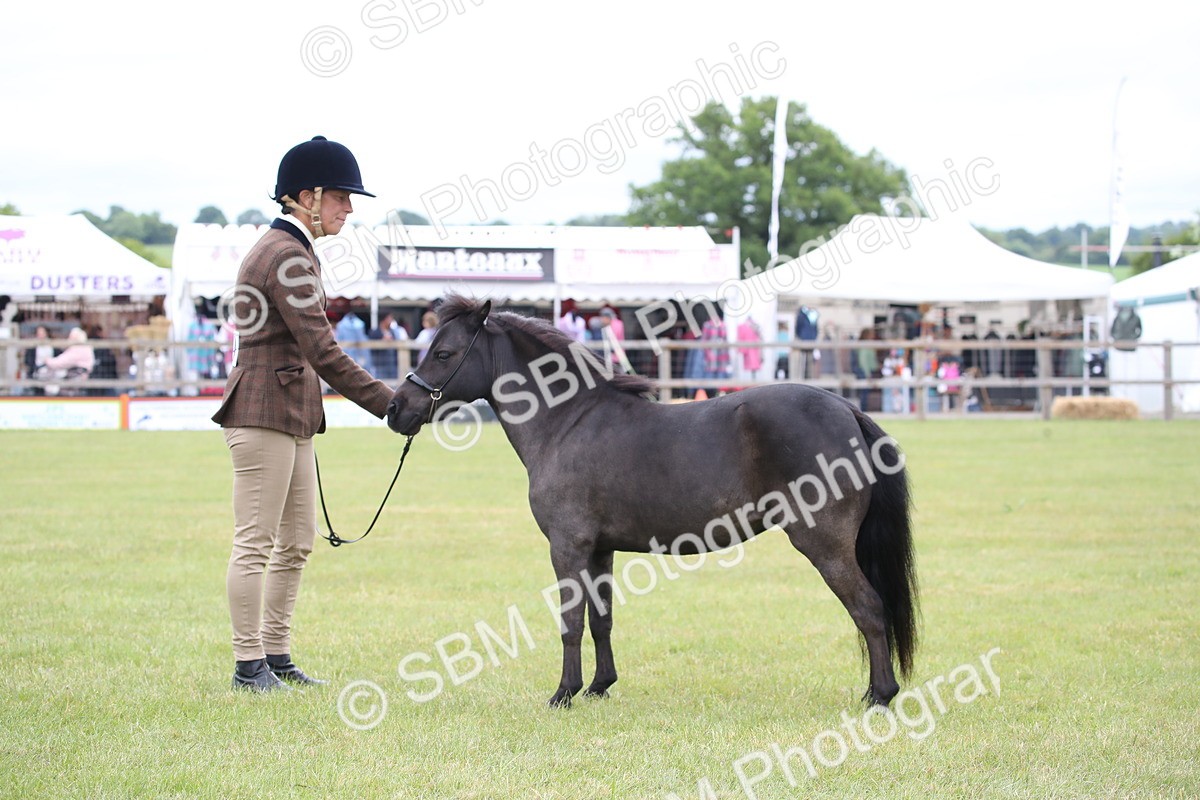 SBM_03944 - Class 23-25 - British Miniature Horse of the Year
