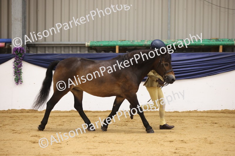20260913-1103 - Class 110 - Bred In Other In Hand