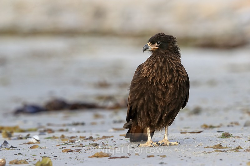 Striated Caracara standing upright, Carcass Settlement, Falklands - Striated Caracara