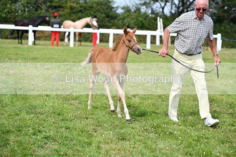 DSC_8660 - Classes 70 and 71: NPS Show Pony Brrod Mare and Foal