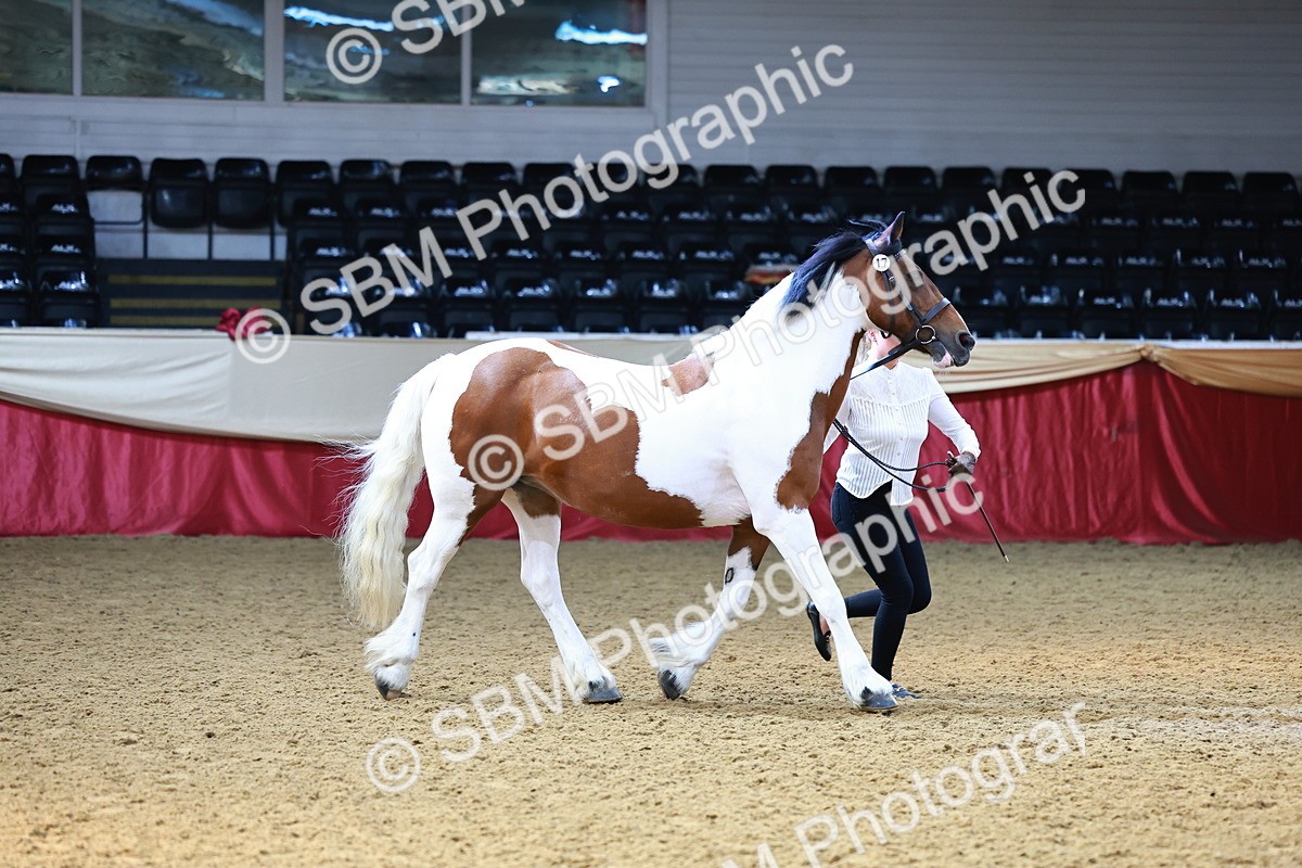 SBM_23081 - Class 903 - Supreme Final - IH Pre Vet