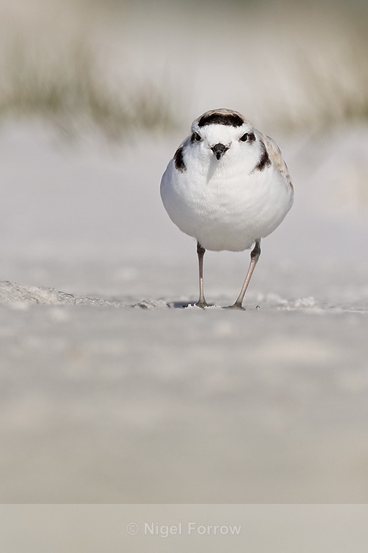 Snowy Plover, Fort De Soto Park, Florida - Snowy Plover