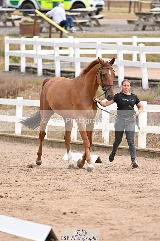 250716-151427-01810 - Trot Up 2.30 to 3.30