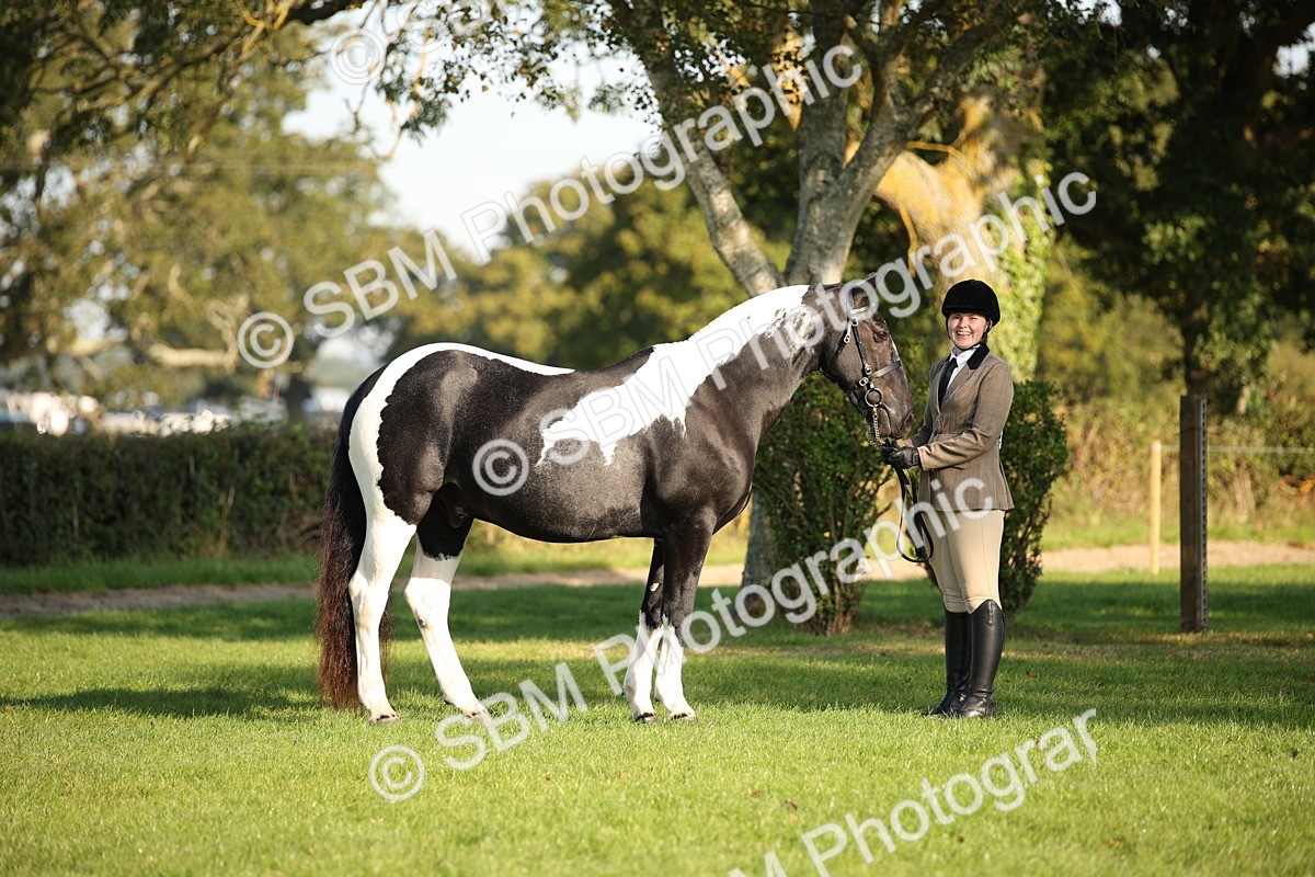 SBM_58691 - S51 - Piebald & Skewbald Horse In Hand