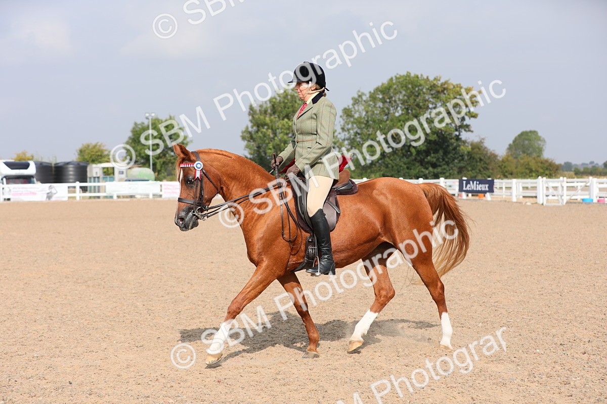 SBM_11398 - Class 305 Ridden Foreign Breeds- Pure Bred