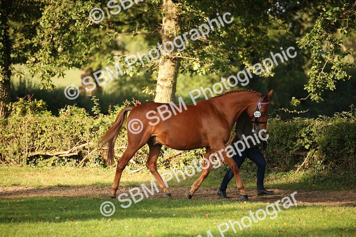 SBM_57549 - S50 - Foreign Breeds In Hand