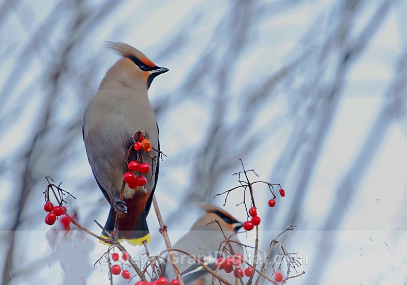Bohemian waxwing (Bombycilla garrulus)